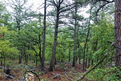 property photo for Stone Bridge Phase V Tract 339, 11.96 acres for sale in LatimerHaskell County, Oklahoma