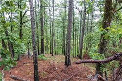property photo for Stone Bridge Phase V Tract 339, 11.96 acres for sale in LatimerHaskell County, Oklahoma