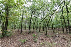property photo for Stone Bridge Phase V Tract 341, 33.38 acres for sale in LatimerHaskell County, Oklahoma
