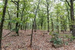 property photo for Stone Bridge Phase V Tract 341, 33.38 acres for sale in LatimerHaskell County, Oklahoma