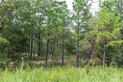 Stone Bridge Phase V Tract 343