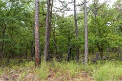 Stone Bridge Phase V Tract 346