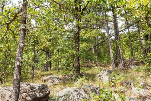 Stone Bridge Phase V Tract 346