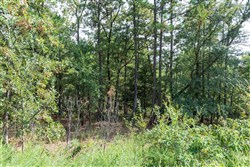 Stone Bridge Phase V Tract 346