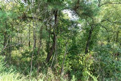 Stone Bridge Phase V Tract 347