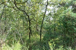 Stone Bridge Phase V Tract 347