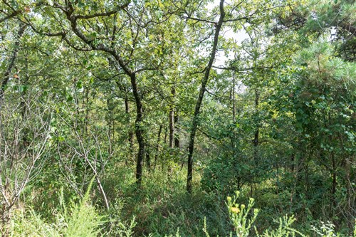 Stone Bridge Phase V Tract 347