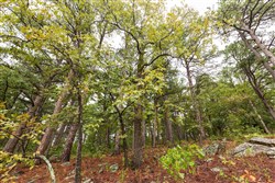 property photo for Stone Bridge Phase V Tract 349, 6.99 acres for sale in LatimerHaskell County, Oklahoma