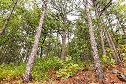 property photo for Stone Bridge Phase V Tract 349, 6.99 acres for sale in LatimerHaskell County, Oklahoma