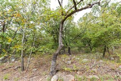 Stone Bridge Phase V Tract 350