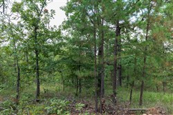 Stone Bridge Phase V Tract 350