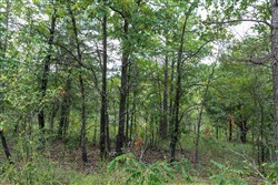 property photo for Stone Bridge Phase V Tract 351, 5.57 acres for sale in LatimerHaskell County, Oklahoma