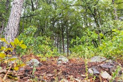 Stone Bridge Phase V Tract 352
