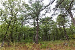 property photo for Stone Bridge Phase V Tract 353, 10.44 acres for sale in LatimerHaskell County, Oklahoma