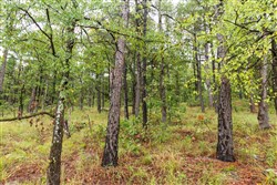property photo for Stone Bridge Phase V Tract 356, 14.06 acres for sale in LatimerHaskell County, Oklahoma