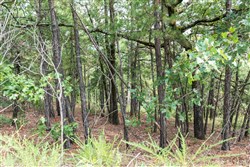 Stone Bridge Phase V Tract 359