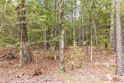 Stone Bridge Phase V Tract 360