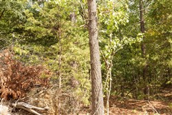 Stone Bridge Phase V Tract 363