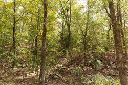 Stone Bridge Phase V Tract 363