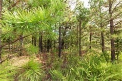 property photo for Stone Bridge Phase V Tract 367, 20.23 acres for sale in LatimerHaskell County, Oklahoma