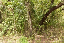 property photo for Stone Bridge Phase V Tract 368, 5.83 acres for sale in LatimerHaskell County, Oklahoma
