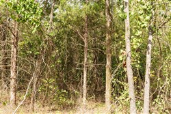 property photo for Stone Bridge Phase V Tract 368, 5.83 acres for sale in LatimerHaskell County, Oklahoma