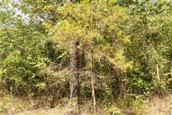 property photo for Stone Bridge Phase V Tract 368, 5.83 acres for sale in LatimerHaskell County, Oklahoma