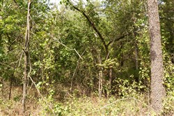 property photo for Stone Bridge Phase V Tract 368, 5.83 acres for sale in LatimerHaskell County, Oklahoma