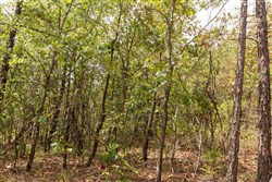 property photo for Stone Bridge Phase V Tract 369, 5.08 acres for sale in LatimerHaskell County, Oklahoma