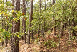 property photo for Stone Bridge Phase V Tract 369, 5.08 acres for sale in LatimerHaskell County, Oklahoma