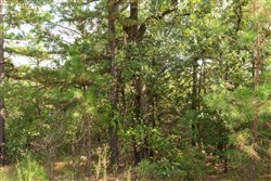 property photo for Stone Bridge Phase V Tract 370, 7 acres for sale in LatimerHaskell County, Oklahoma