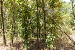 property photo for Stone Bridge Phase V Tract 372, 6.62 acres for sale in LatimerHaskell County, Oklahoma