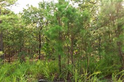 property photo for Stone Bridge Phase V Tract 373, 6.59 acres for sale in LatimerHaskell County, Oklahoma