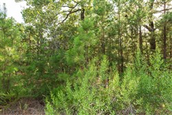 property photo for Stone Bridge Phase V Tract 373, 6.59 acres for sale in LatimerHaskell County, Oklahoma