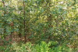property photo for Stone Bridge Phase V Tract 373, 6.59 acres for sale in LatimerHaskell County, Oklahoma