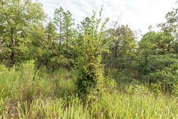 property photo for Stone Bridge Phase V Tract 374, 6.18 acres for sale in LatimerHaskell County, Oklahoma