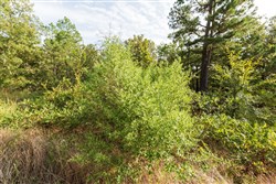 property photo for Stone Bridge Phase V Tract 374, 6.18 acres for sale in LatimerHaskell County, Oklahoma