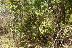 property photo for Stone Bridge Phase V Tract 375, 6.78 acres for sale in LatimerHaskell County, Oklahoma