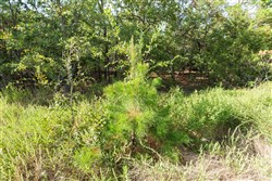 Stone Bridge Phase V Tract 377
