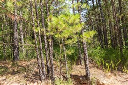 property photo for Stone Bridge Phase V Tract 380, 9.17 acres for sale in LatimerHaskell County, Oklahoma