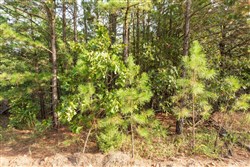 property photo for Stone Bridge Phase V Tract 381, 7.19 acres for sale in LatimerHaskell County, Oklahoma