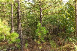 property photo for Stone Bridge Phase V Tract 381, 7.19 acres for sale in LatimerHaskell County, Oklahoma