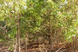 property photo for Stone Bridge Phase V Tract 381, 7.19 acres for sale in LatimerHaskell County, Oklahoma