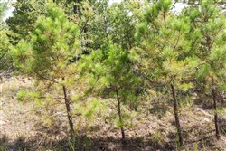 property photo for Stone Bridge Phase V Tract 382, 8.84 acres for sale in LatimerHaskell County, Oklahoma