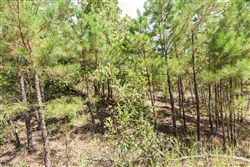 property photo for Stone Bridge Phase V Tract 382, 8.84 acres for sale in LatimerHaskell County, Oklahoma