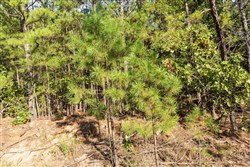 property photo for Stone Bridge Phase V Tract 383, 5.45 acres for sale in LatimerHaskell County, Oklahoma