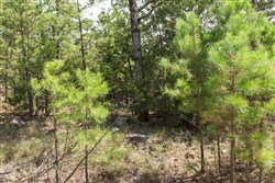 property photo for Stone Bridge Phase V Tract 383, 5.45 acres for sale in LatimerHaskell County, Oklahoma