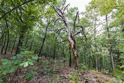 property photo for Stone Bridge Phase V Tract 385, 20.2 acres for sale in LatimerHaskell County, Oklahoma
