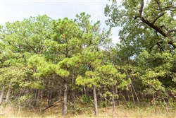 property photo for Stone Bridge Phase V Tract 388, 7.23 acres for sale in LatimerHaskell County, Oklahoma