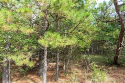 property photo for Stone Bridge Phase V Tract 389, 9.33 acres for sale in LatimerHaskell County, Oklahoma